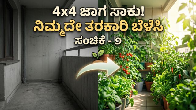 ಅಪಾರ್ಟ್‌ಮೆಂಟ್ balcony gardening ನಲ್ಲಿ ಟೊಮೆಟೊ, ಮೆಣಸಿನಕಾಯಿ ಮತ್ತು ಸೊಪ್ಪುಗಳನ್ನು ಬೆಳೆಯುತ್ತಿರುವ ದೃಶ್ಯ