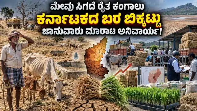 ಕರ್ನಾಟಕದ ಬರಪೀಡಿತ ಗ್ರಾಮದಲ್ಲಿ ಒಣಗಿದ ಹೊಲದ ನಡುವೆ ಮೇವು ಹುಡುಕುತ್ತಿರುವ ಜಾನುವಾರುಗಳು ಮತ್ತು ಚಿಂತಿತ ರೈತ
